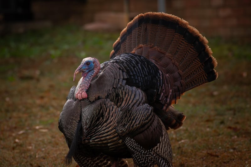 Roast Turkey